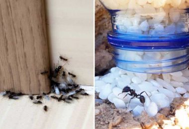 Comment se débarrasser des fourmis sans pesticides ?