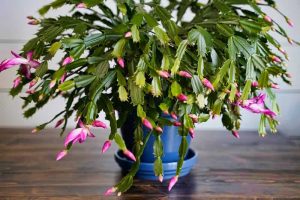 Les cactus de Noël : Comment les faire pousser et entretenir ?