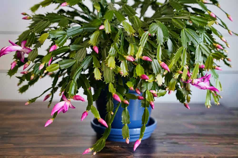 Les cactus de Noël : Comment les faire pousser et entretenir ?