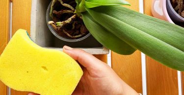 comment sauver votre orchidée sèche avec des remèdes pratiques et rapides