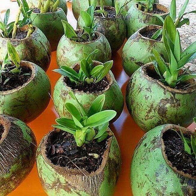 Plantes en coques de noix de coco - Cultiver à la maison