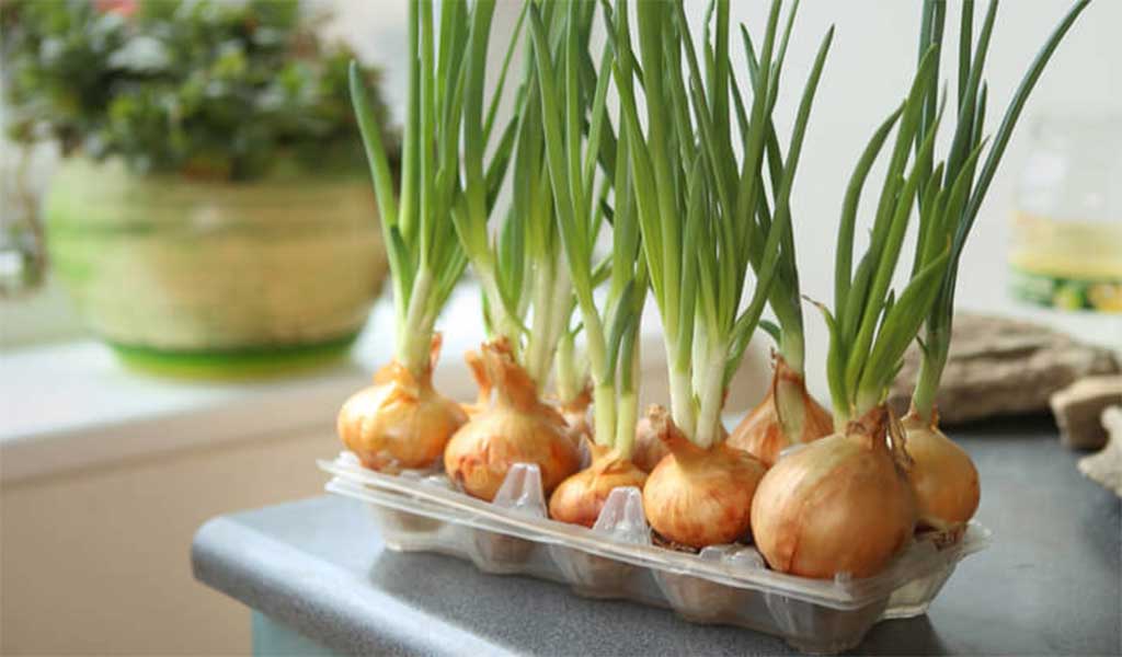 Plantez les oignons dans les pots de votre choix - Cultiver à la maison