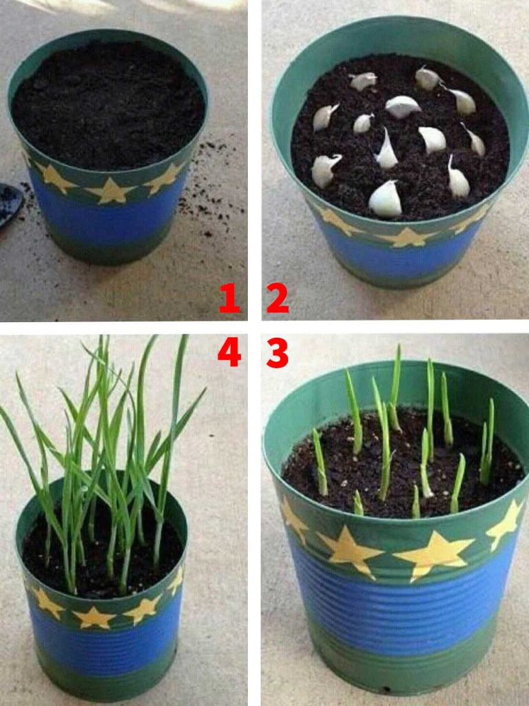 voici comment faire pousser de l'ail à la maison - Cultiver à la maison
