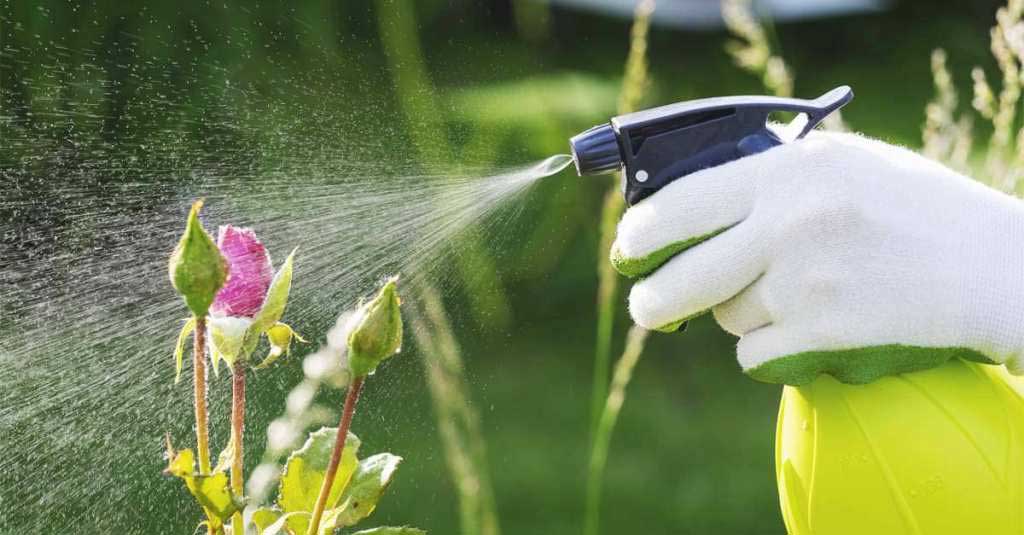 Comment faire un spray insecticide naturel ?