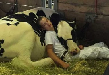 Le garçon s’est fatigué à la foire et s’est endormi avec sa vache. Cela en a fait des célébrités sur le web