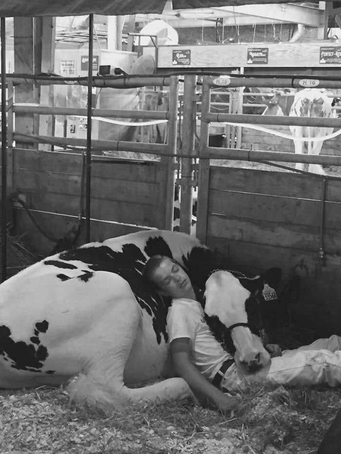Le garçon s’est fatigué à la foire et s’est endormi avec sa vache. Cela en a fait des célébrités sur le web