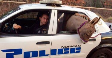 Un policier sauve un âne d'une autoroute très fréquentée et le conduit en toute sécurité dans une voiture de patrouille