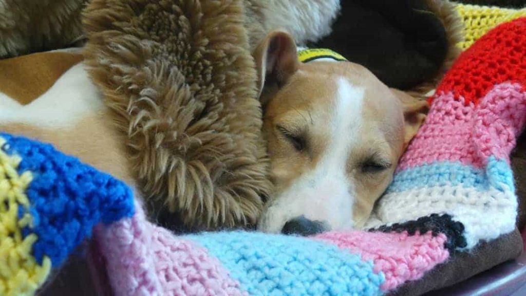 Une grand-mère de 89 ans a tricoté à la main 450 manteaux et couvertures pour chiens de refuge