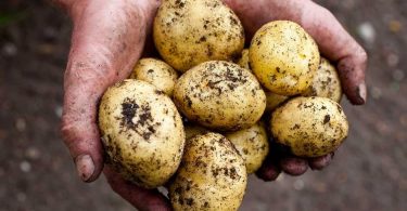Comment planter les pommes de terre