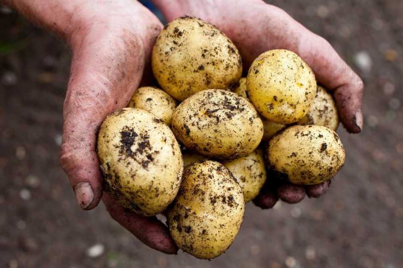 Comment planter les pommes de terre