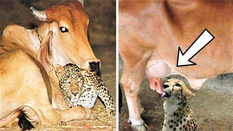 Difficile à croire : un léopard rend visite à une vache tous les soirs et se couche à côté d’elle