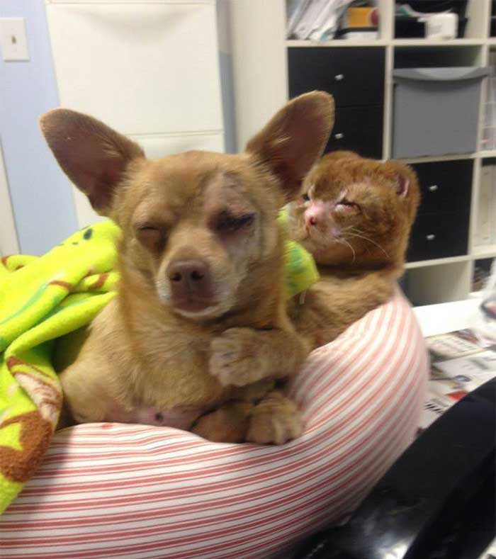 Un chat sauvé d'un incendie s'occupe maintenant d'autres animaux dans une clinique vétérinaire