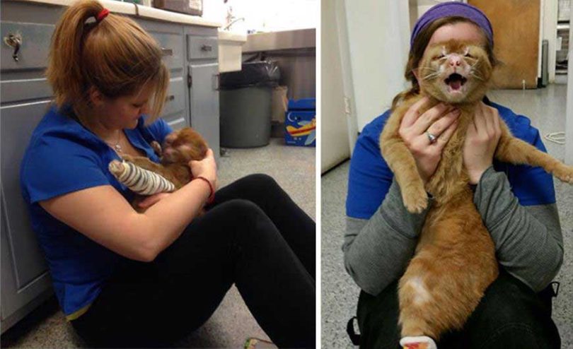 Un chat sauvé d'un incendie s'occupe maintenant d'autres animaux dans une clinique vétérinaire
