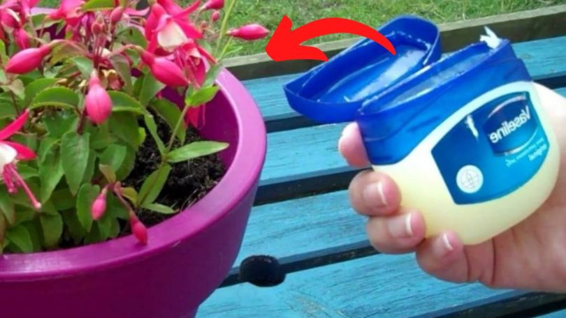 9 utilisations ingénieuses de la vaseline dans le jardin