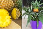 Comment faire pousser un ananas étape par étape à la maison