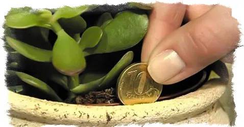 Déposez cette plante dans votre maison pour attirer l'argent et l'énergie positive