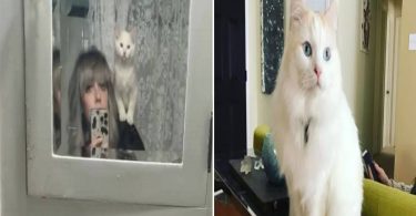 Une femme a payé 22 000 euros pour faire cloner son chat.