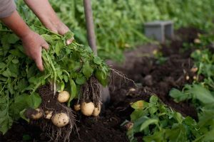 Planter les pommes de terre : Semis et Récolte
