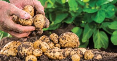 Planter les pommes de terre _ Semis et Récolte