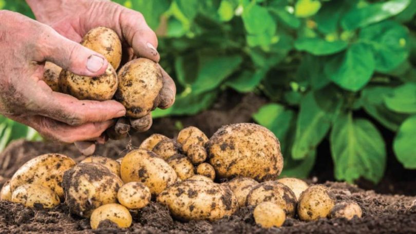 Planter les pommes de terre _ Semis et Récolte