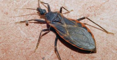 Si vous rencontrez cet insecte dans votre maison, consultez d'urgence un médecin.
