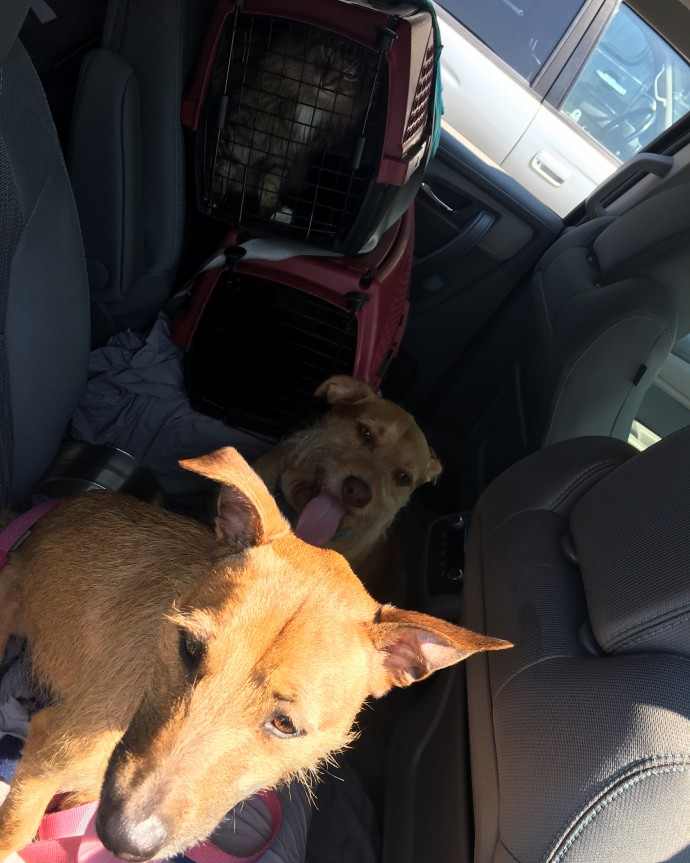 Un chien secouru rencontre son "jumeau d'une autre mère" dans la rue et persuade sa mère de le ramener chez elle.