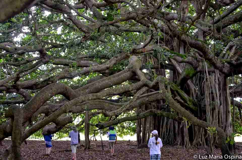 Cet arbre est si grand qu'il a formé ses propres piliers pour supporter ses branches.