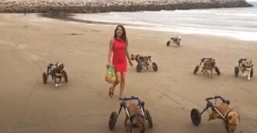 Une jeune femme emmène 18 chiens handicapés à la plage pour la première fois.