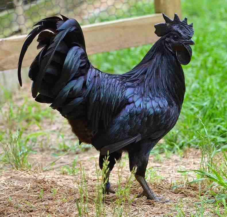 Ce poulet noir unique en son genre est totalement noir, des plumes aux os en passant par les organes internes.