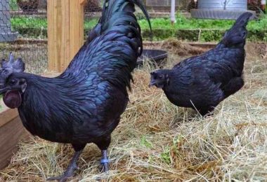 Ce poulet noir unique en son genre est totalement noir, des plumes aux os en passant par les organes internes.