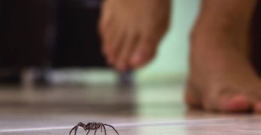 Pourquoi ne jamais éliminer les araignées dans la maison ?