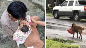 Un chien héros sauve la vie d'un bébé abandonné dans une poubelle