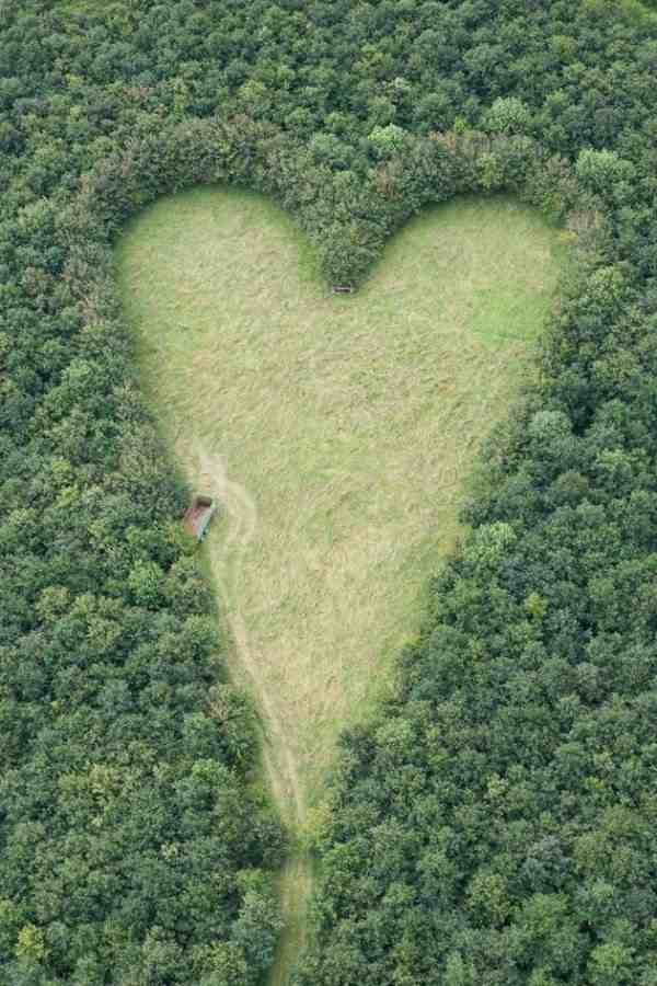 Cet homme plante des milliers d'arbres en secret en hommage à sa femme décédée, découvrez les images aériennes.