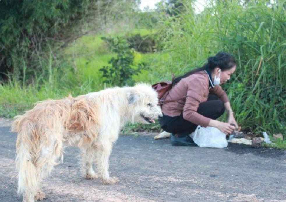 Un chien fidèle attend son maître pendant 4 ans à l'endroit même où il les a perdus