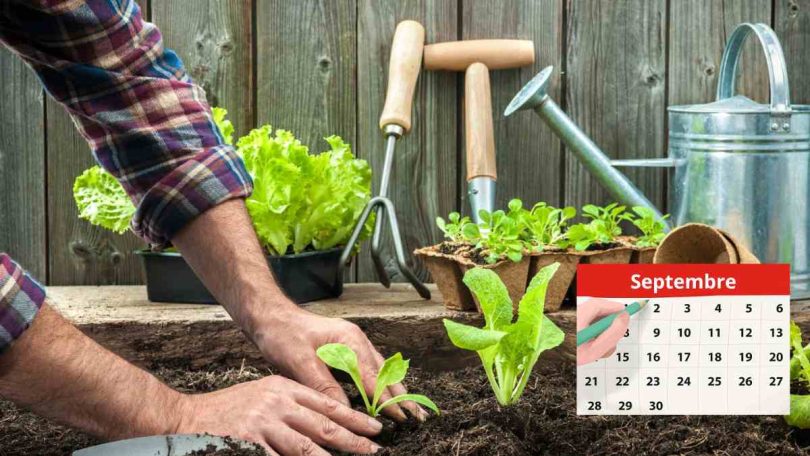 Quelles sont les plantes parfaites à cultiver dans votre potager en septembre ?