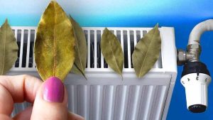 Pourquoi doit-on toujours mettre des feuilles de laurier sur le radiateur ? L'astuce pour économiser cet hiver