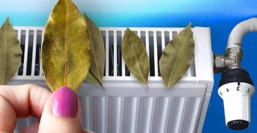 Pourquoi doit-on toujours mettre des feuilles de laurier sur le radiateur ? L'astuce pour économiser cet hiver