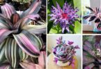 Des plantes et des fleurs tricolores étonnantes pour ce printemps