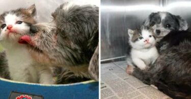 Un chien a sauvé un chaton d'un ravin et l'a trouvé en train de le toiletter comme s'il était le sien.