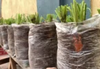 Cultiver des Carottes à la Maison dans des Sacs en Plastique