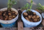 Engrais faits maison pour une croissance florissante des pommes de terre en pot