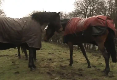 Un Cheval Retrouve son Meilleur Ami après 4 Ans d'Attente