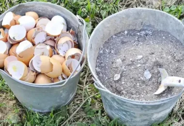 Les 9 Meilleurs Engrais Biologiques pour Nourrir vos Plantes et votre Jardin