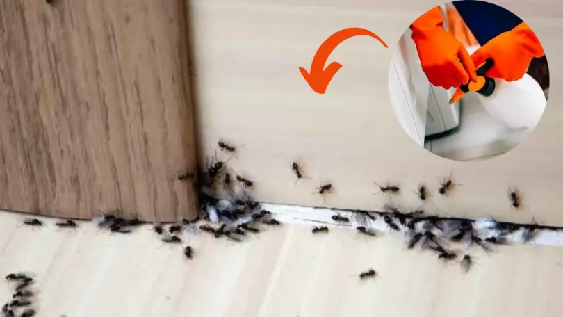 Comment faire votre insecticide maison ? Le guide étape par étape