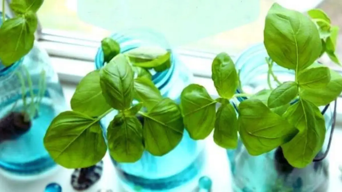 Cultiver les Herbes dans l'Eau : Les 10 Meilleures à Avoir en Cuisine !