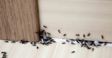 10 façons de fabriquer un piège à fourmis maison
