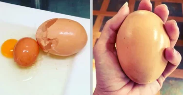 Un agriculteur découvre un œuf géant, mais ce qu'il y avait à l'intérieur était encore plus déroutant