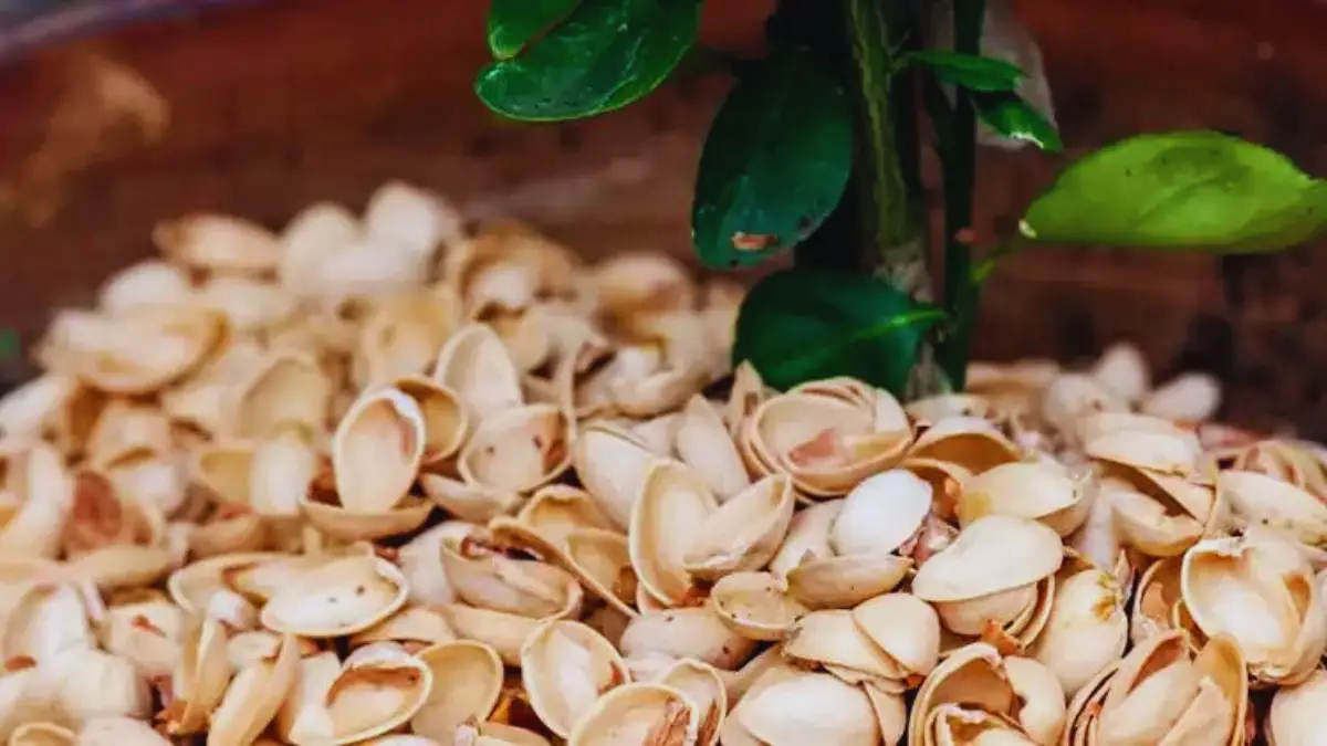 Découvrez 7 Idées Créatives avec les Coquilles de Pistaches pour Votre Maison et Jardin!