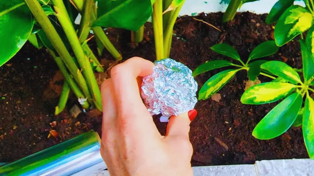 Mettez une Boule de Papier d'Aluminium Sur Vos Plantes : Adieu à 4 Problèmes !