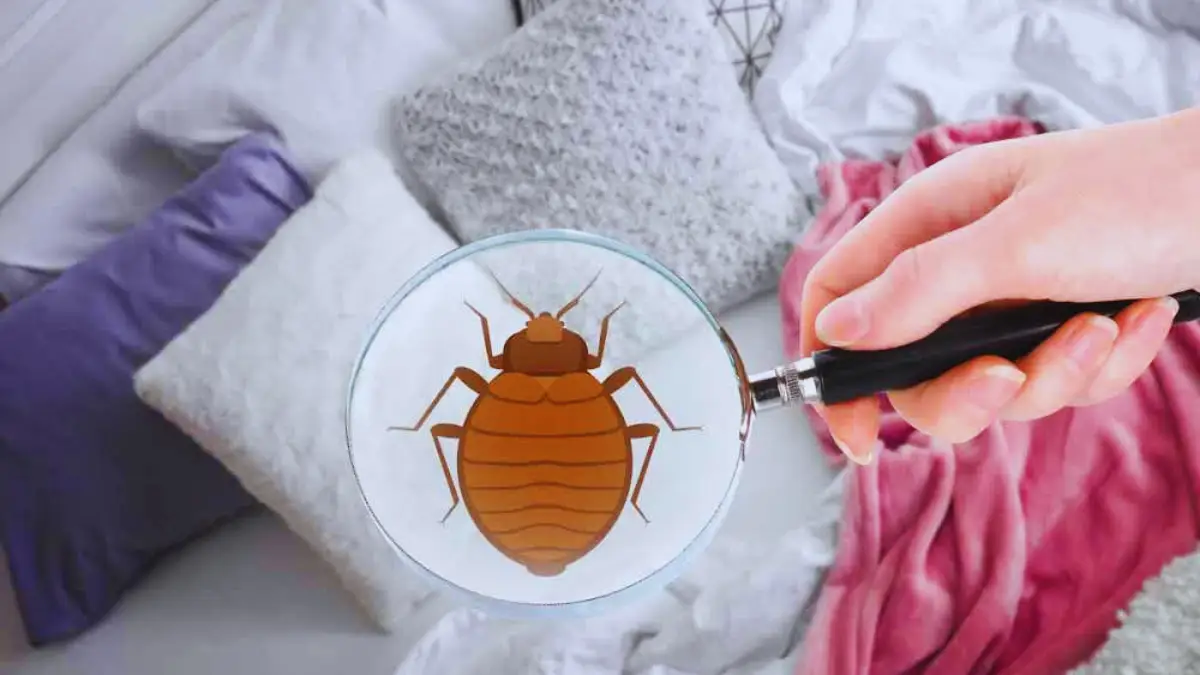 5 astuces pour savoir si votre chambre d’hôtel est infestée de punaises de lit